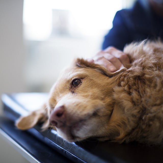 Ein Hund, der auf einem Tisch liegt.