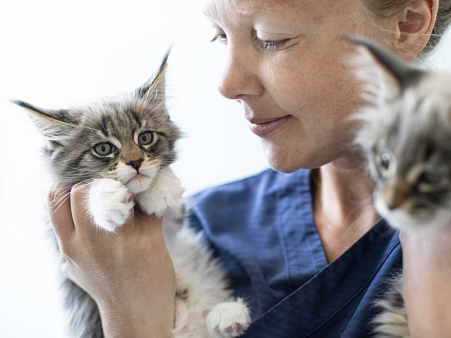 Eine Tierärztin hält zwei Babykatzen in ihren Händen und schaut sie sich an.