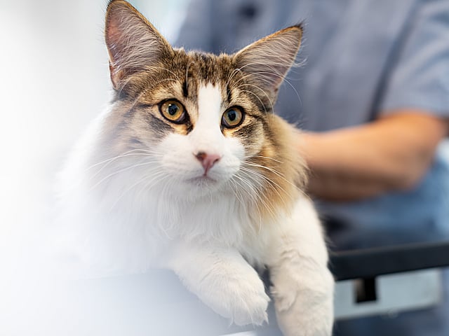 Nahaufnahme einer Katze in einer Klinik
