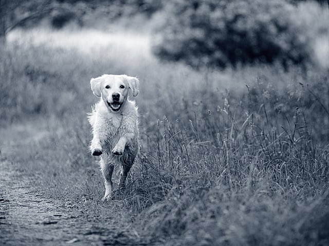 Ein Hund, der auf einem Feld läuft.