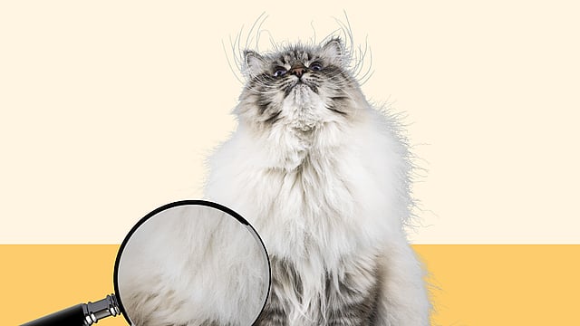 Eine Katze, die auf einer gelben Fläche sitzt.