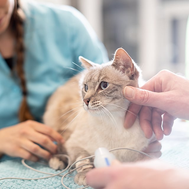 Eine Person, die eine Katze hält.