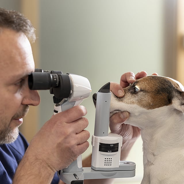 Ein Tierarzt untersucht die Augen eines Hundes