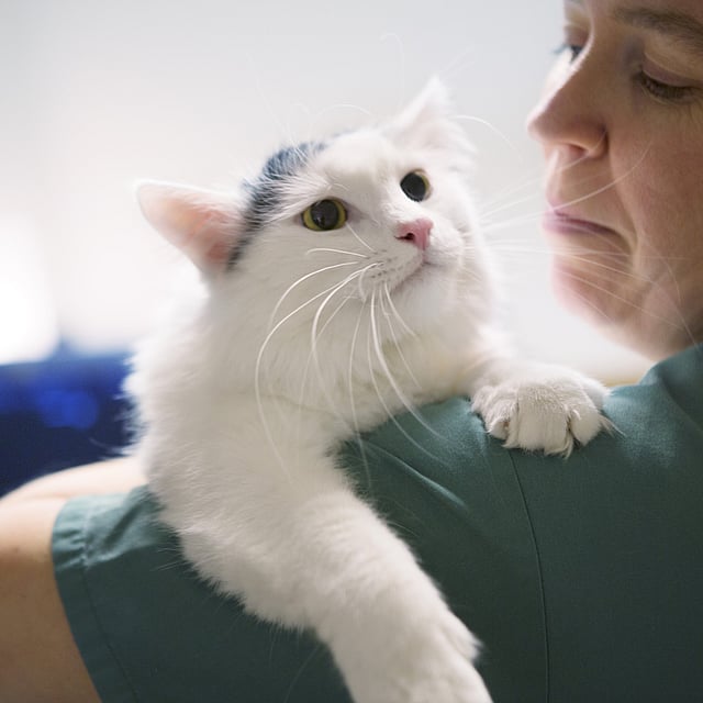 Eine Person, die eine Katze hält.