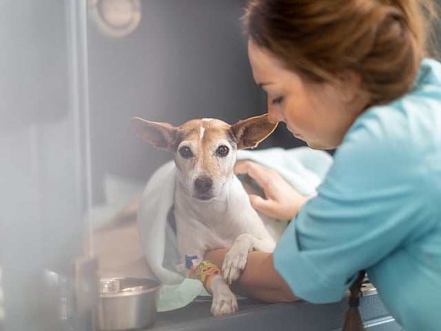 Tierärztin kümmert sich um einen kleinen Hund. Er ist in eine Decke eingewickelt und hat Verbände am Bein.