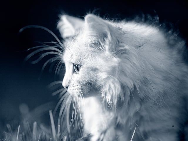 Eine weiße Katze, die nach oben schaut.