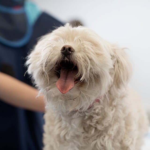 Ein Hund mit offenem Maul.