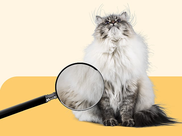 Eine Katze, die auf einer gelben Fläche sitzt.