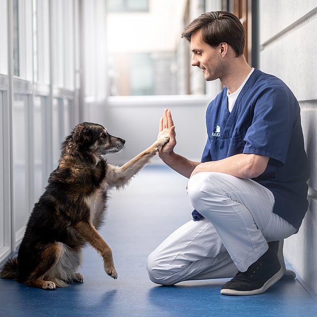 Hund und Tierarzt geben sich auf dem Flur einen High Five