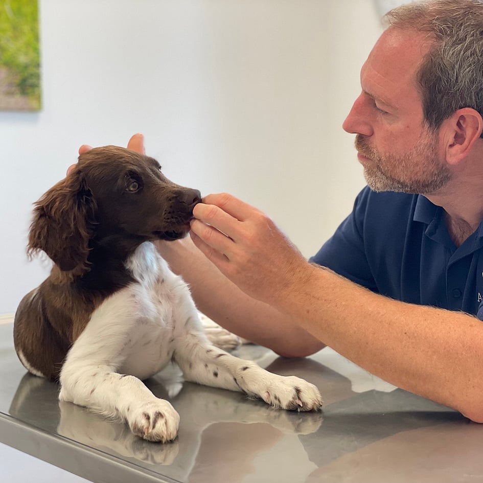 Eine Person, die einen Hund füttert.