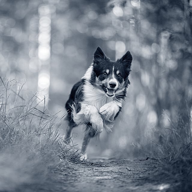 Ein Hund, der auf einem Weg im Wald rennt.