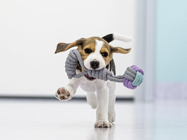 Ein Hund, der mit einem Spielzeug im Maul rennt.