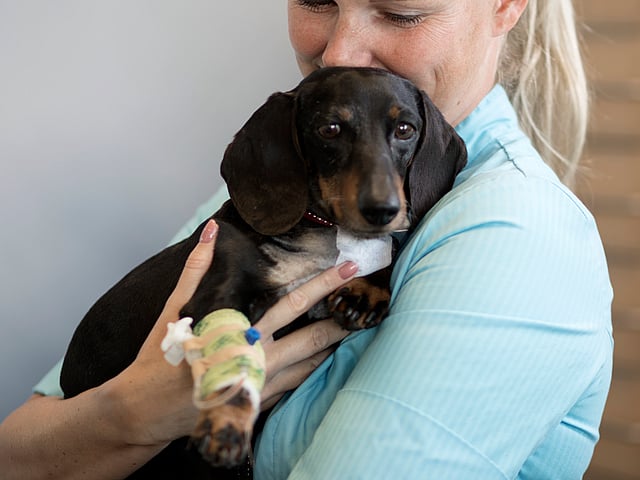A person holding a dog.