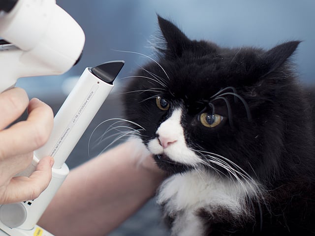 Eine Person, die ein Mikroskop benutzt, um die Augen einer Katze zu überprüfen.