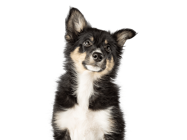 Ein Hund, der sitzt und nach oben schaut.