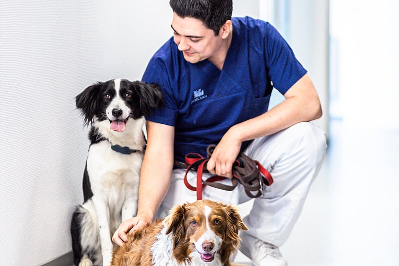 Eine Person, die mit zwei Hunden auf dem Boden sitzt.