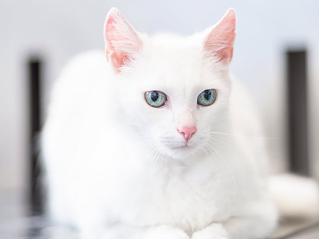 Eine weiße Katze mit grünen Augen.