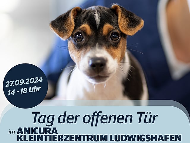 Ein Hund, der in die Kamera schaut.