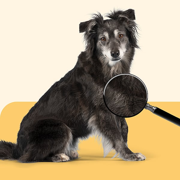 Ein Hund, der in eine Lupe schaut.