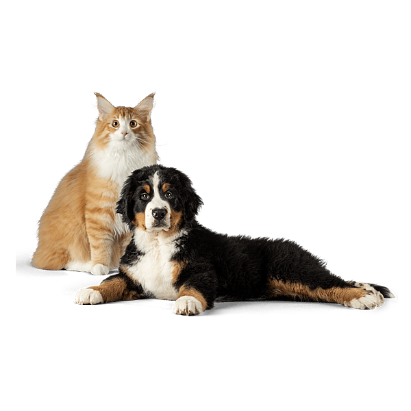 Eine Katze und ein Hund, die in die Kamera schauen.