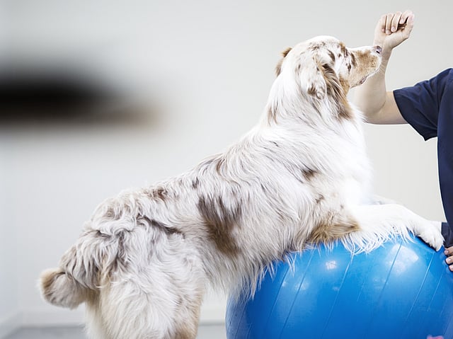 Eine Person mit einem Hund auf einem blauen Ball.