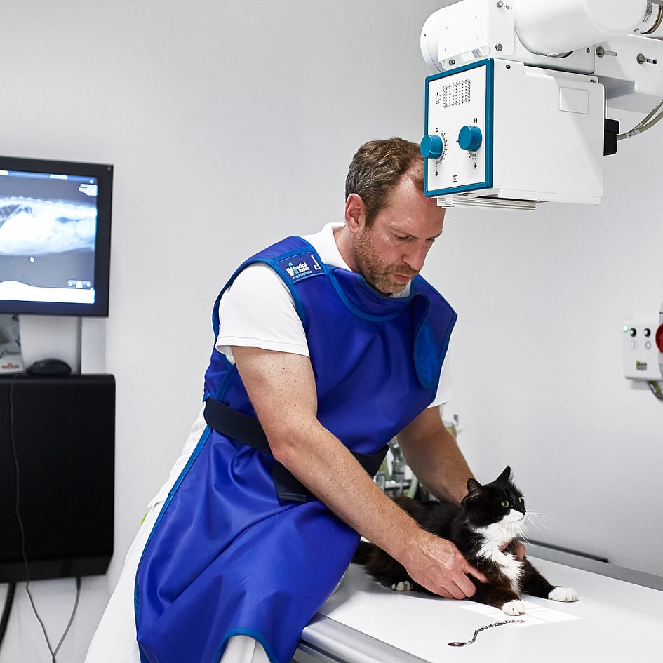Eine Person in einer blauen Schürze, die eine Katze auf einem Tisch hält.