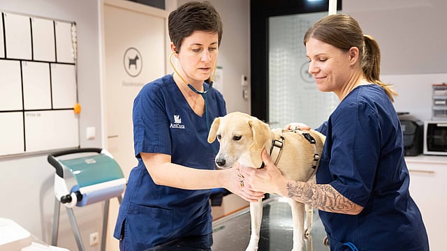 Eine Person und ein Hund in einem Raum.