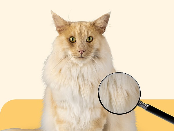 Eine Katze, die auf eine Lupe schaut.