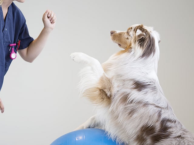 Eine Person und ein Hund, die auf einem blauen Ball stehen.