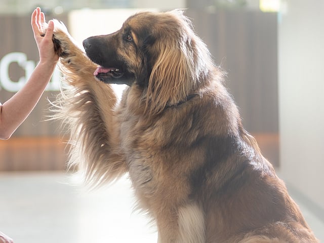 Eine Person, die einem Hund ein High Five gibt.