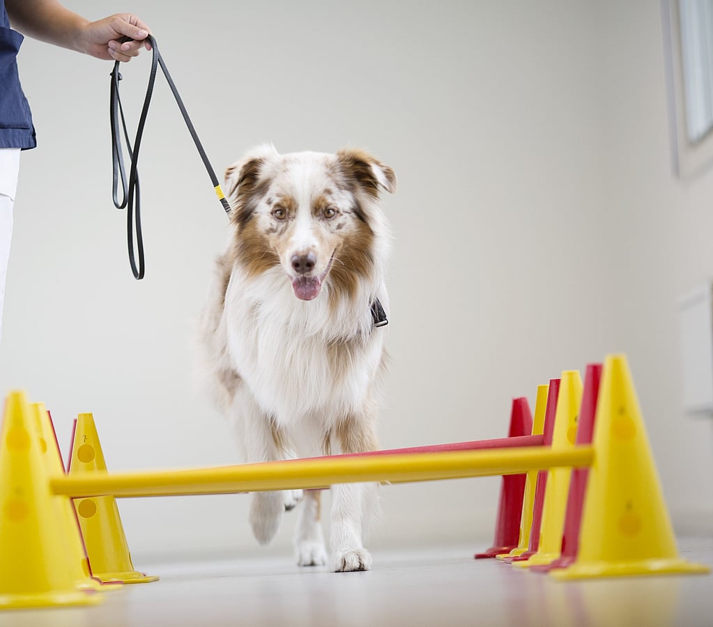 Ein Hund, der an der Leine läuft.