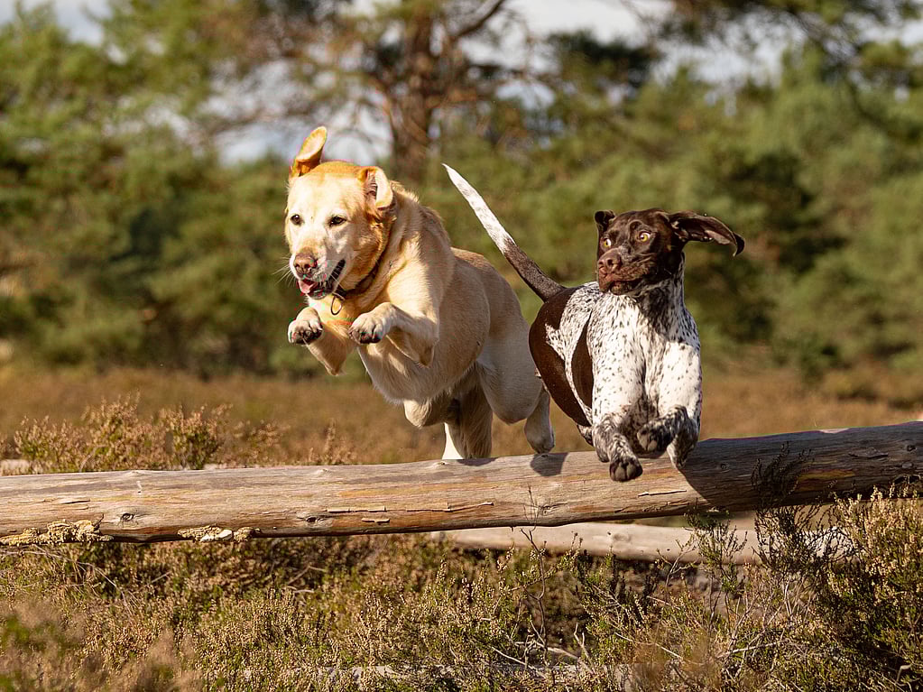 Zwei Hunde, die über einen Baumstamm springen.
