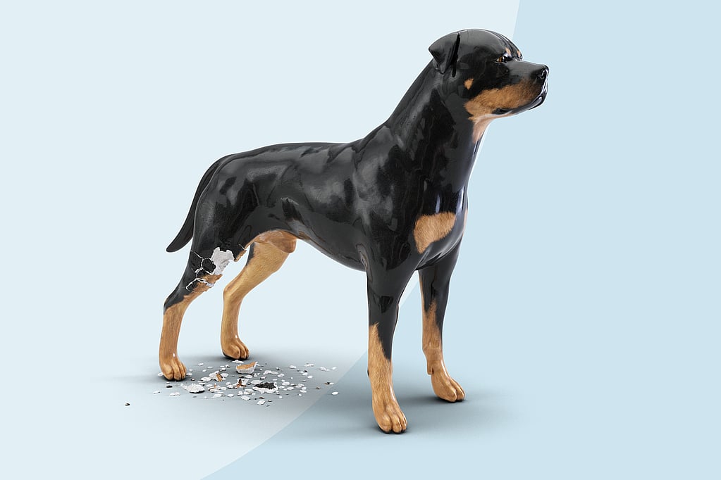 Ein Hund mit einer gebrochenen Pfote.