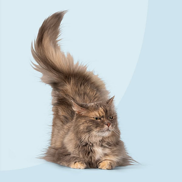 Eine Katze mit einem flauschigen Schwanz.