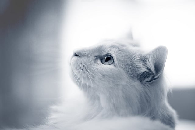 Eine weiße Katze, die nach oben schaut.