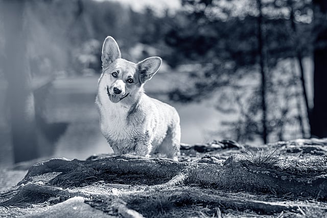 Ein Hund, der auf einem Felsen steht.