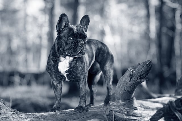 Ein Hund, der auf einem Baumstamm steht.