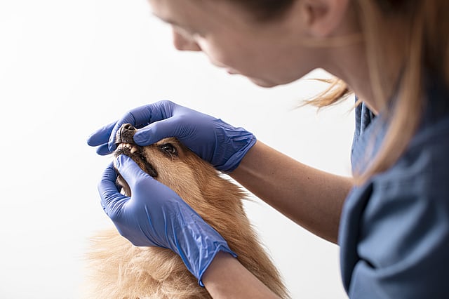 Eine Person mit blauen Handschuhen, die das Maul eines Hundes hält.