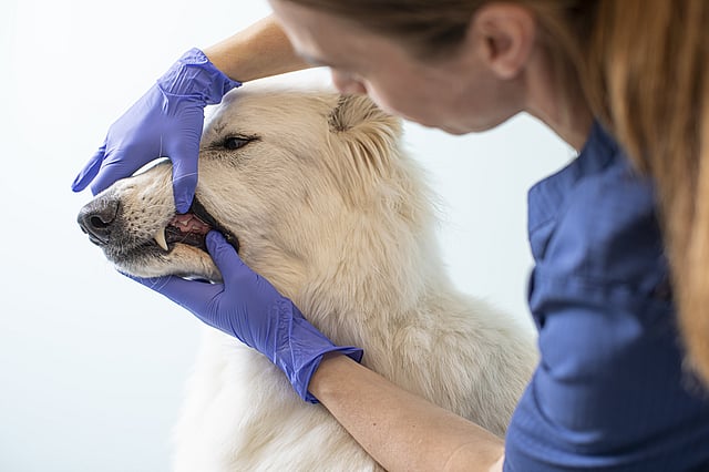 Eine Person in blauen Handschuhen, die das Maul eines Hundes berührt.