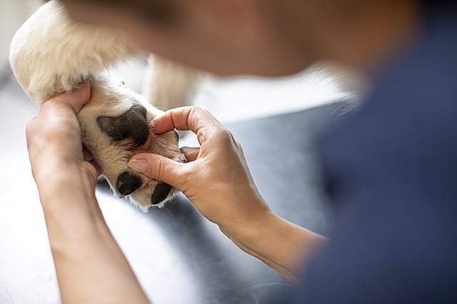 Eine Person, die die Nase eines Hundes berührt.