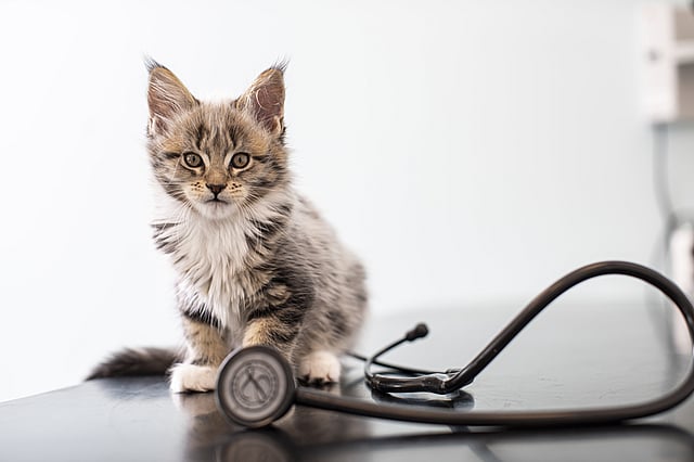 Kleine Katze sitzt auf einem Tisch, vor ihr liegt ein Stethoskop