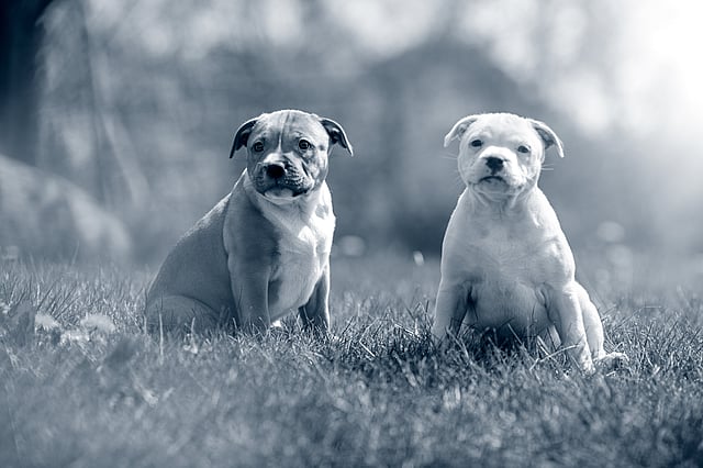 Zwei Hunde sitzen im Gras.