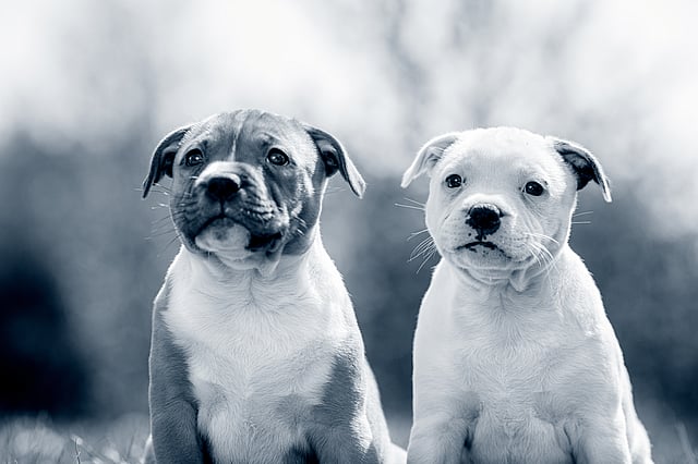 Zwei nebeneinander sitzende Hunde.