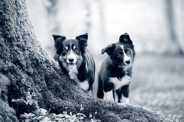 Zwei Hunde schauen in die Kamera