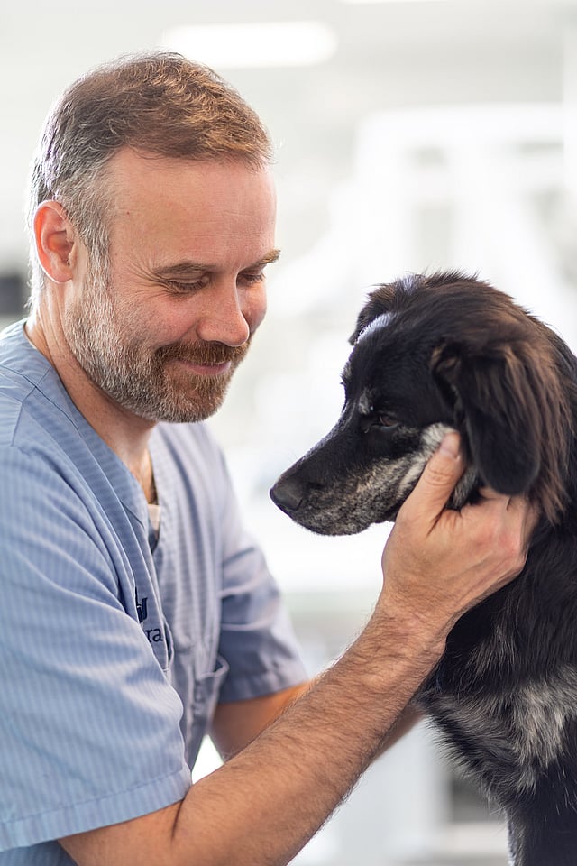 Eine Person, die einen Hund streichelt.