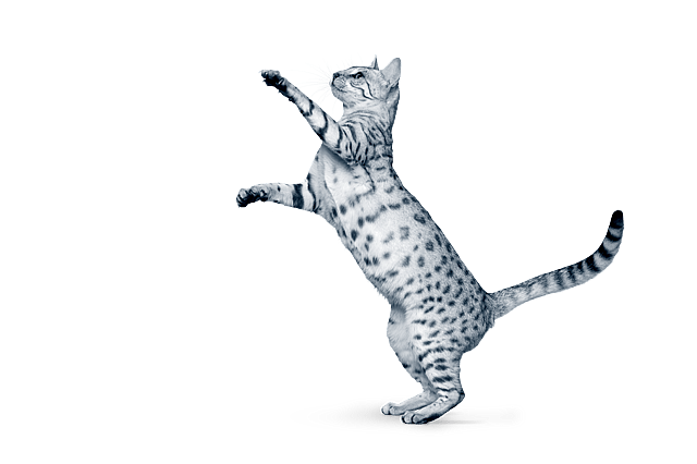 Eine Katze, die auf den Hinterbeinen steht.