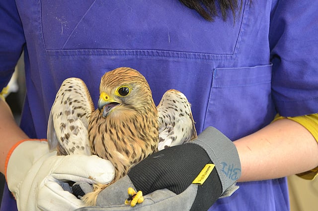 A person holding a bird.