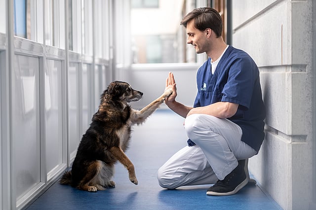 Tierarzt sitzt in der Hocke und gibt einem Hund einen High-Five
