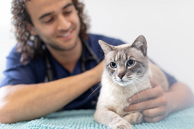 Eine Person, die eine Katze streichelt.