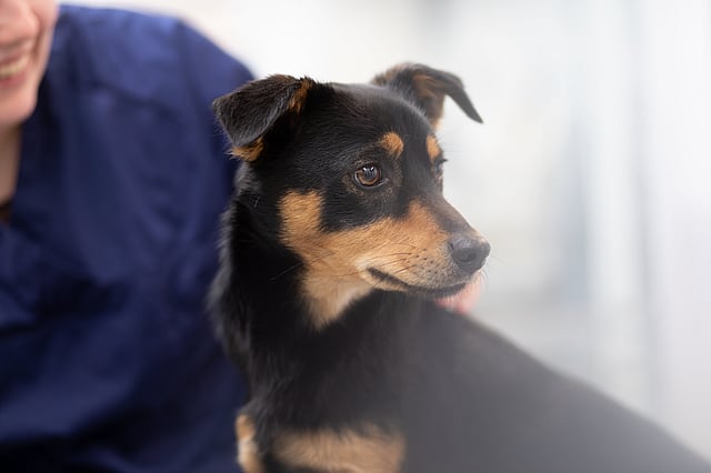 Ein Mann hält sein Gesicht nah vor einen Hund, lächelt ihn an und krault dabei seinen Kopf.